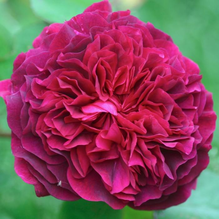 Роза английская Velet William Shakespeare 2000 в контейнере (2558773469)