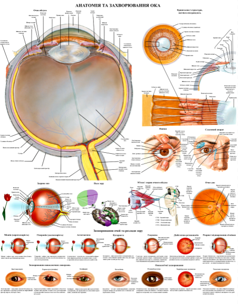 Анатомічний плакат Анатомія та захворювання ока 67x86 см (0016)