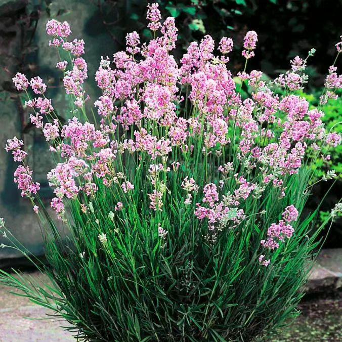 Лаванда Rosea Balemala 11-20 см Розовый (SW10204.3)