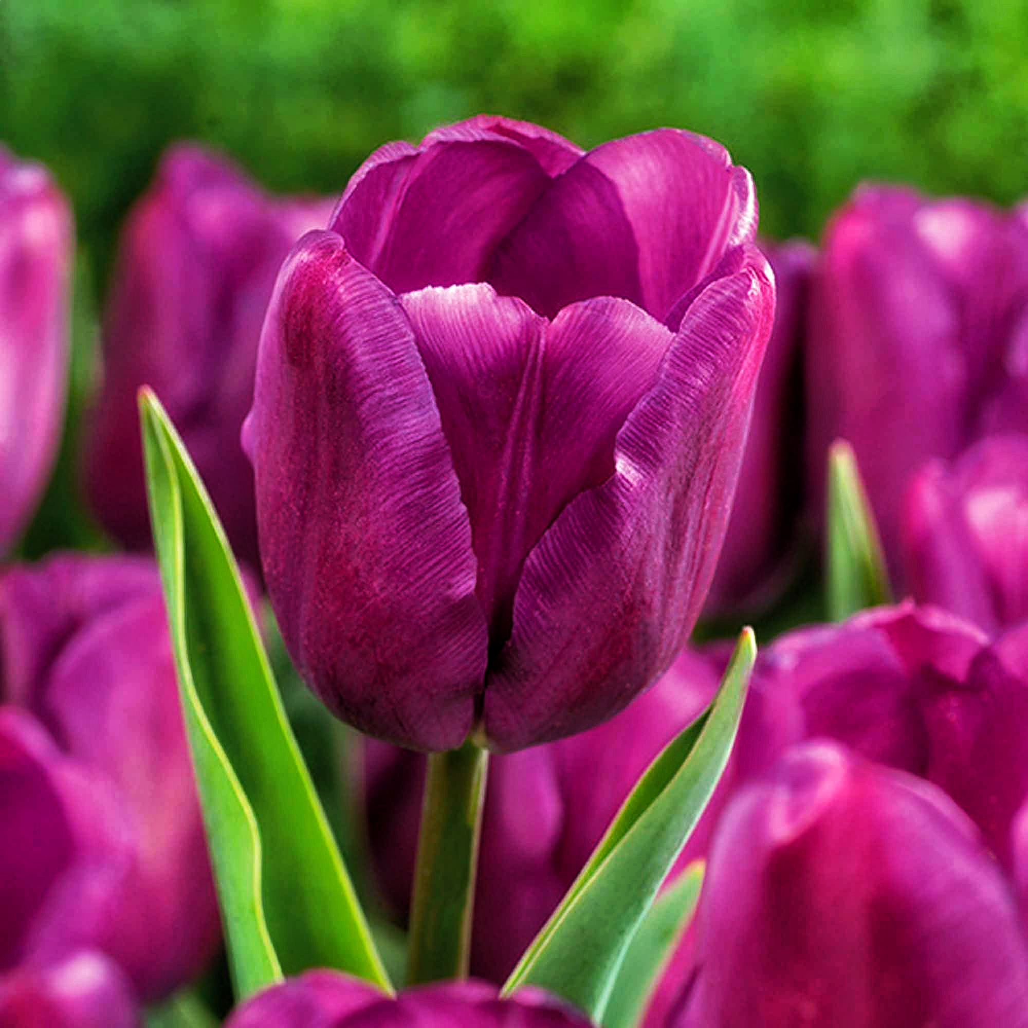 Тюльпан Dobrodar Триумф Purple Flag Design 3 шт. (38280046)
