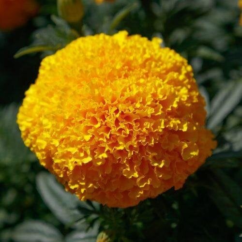 Семена цветов Sakata Бархатцы прямостоячие COCO F1 50 шт. Gold (BN13145-3)