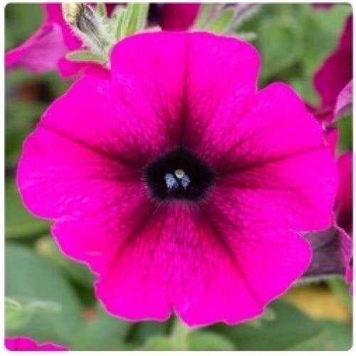 Семена цветов Петуния ампельная Hang Out F1 Burgundy Vein Floranova 100 шт. (BN12121-2)