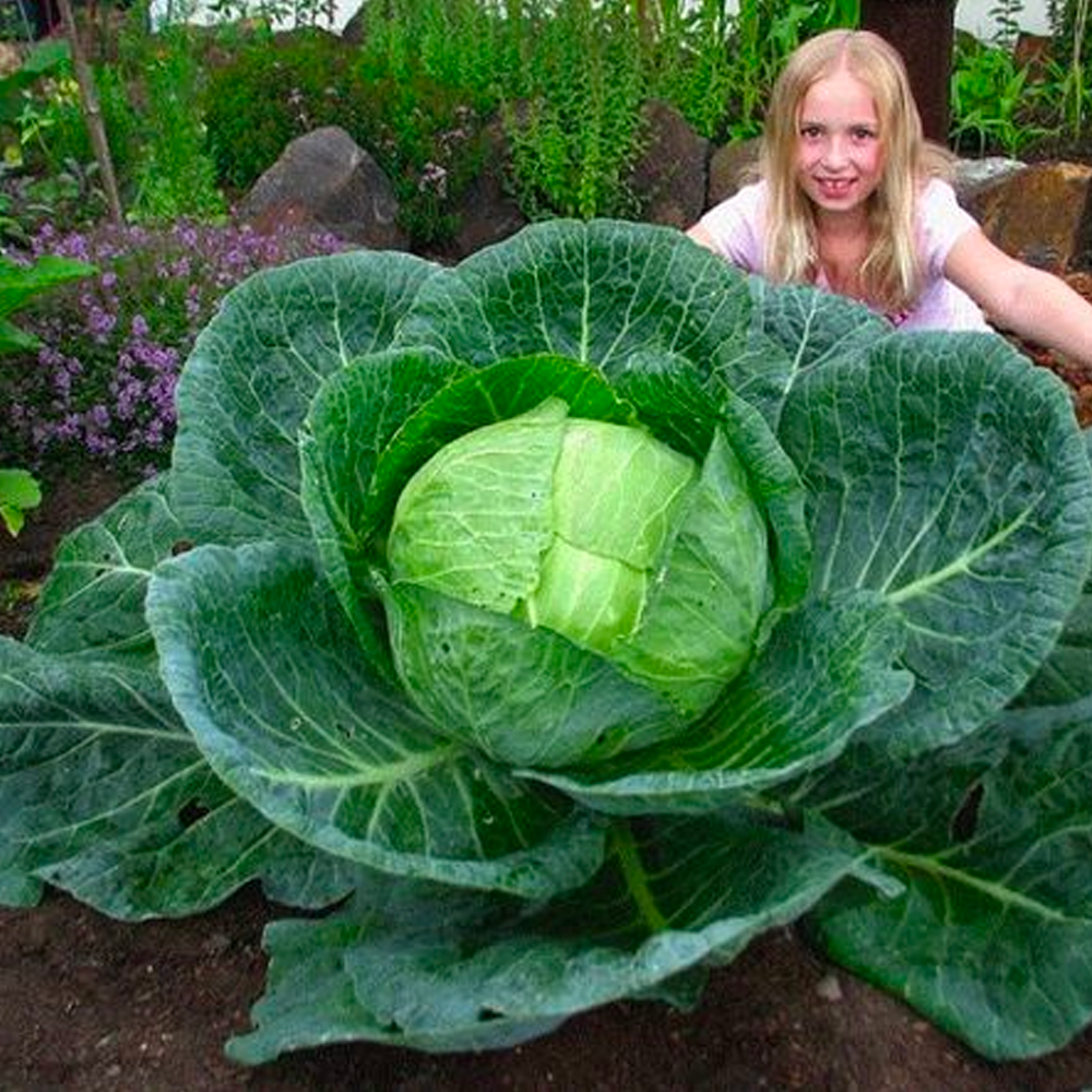Семена Cultiva Белоголовая капуста Мегатон F1 20 шт. (00149) - фото 4 Семена Cultiva Белоголовая капуста Мегатон F1 20 шт. (00149) - фото 4