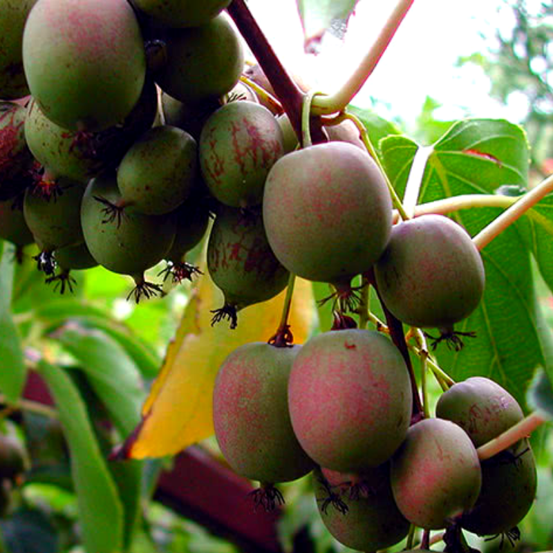 Саджанець актинідії Issai самозапильна морозостійка Р9 (640054399) Саджанець актинідії Issai самозапильна морозостійка Р9 (640054399)