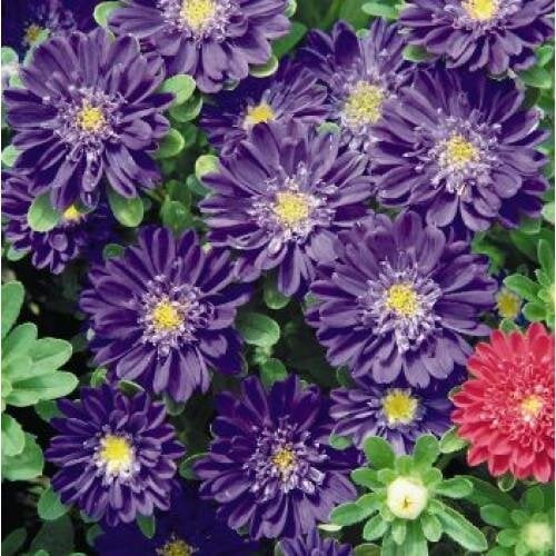 Семена цветов Астра на срез Fan Deep Blue Benary 500 шт. (BN00509-2)