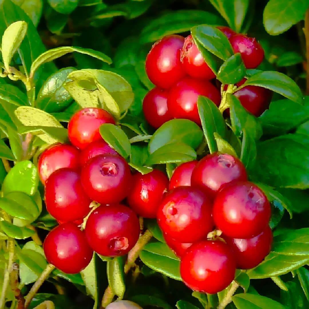 Саджанець журавлини Ховес середньо-пізня кисло Р9 (644501628) Саджанець журавлини Ховес середньо-пізня кисло Р9 (644501628)