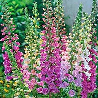 Насіння Наперстянка Ексельсіор пурпурова Florium суміш Насіння Наперстянка Ексельсіор пурпурова Florium суміш