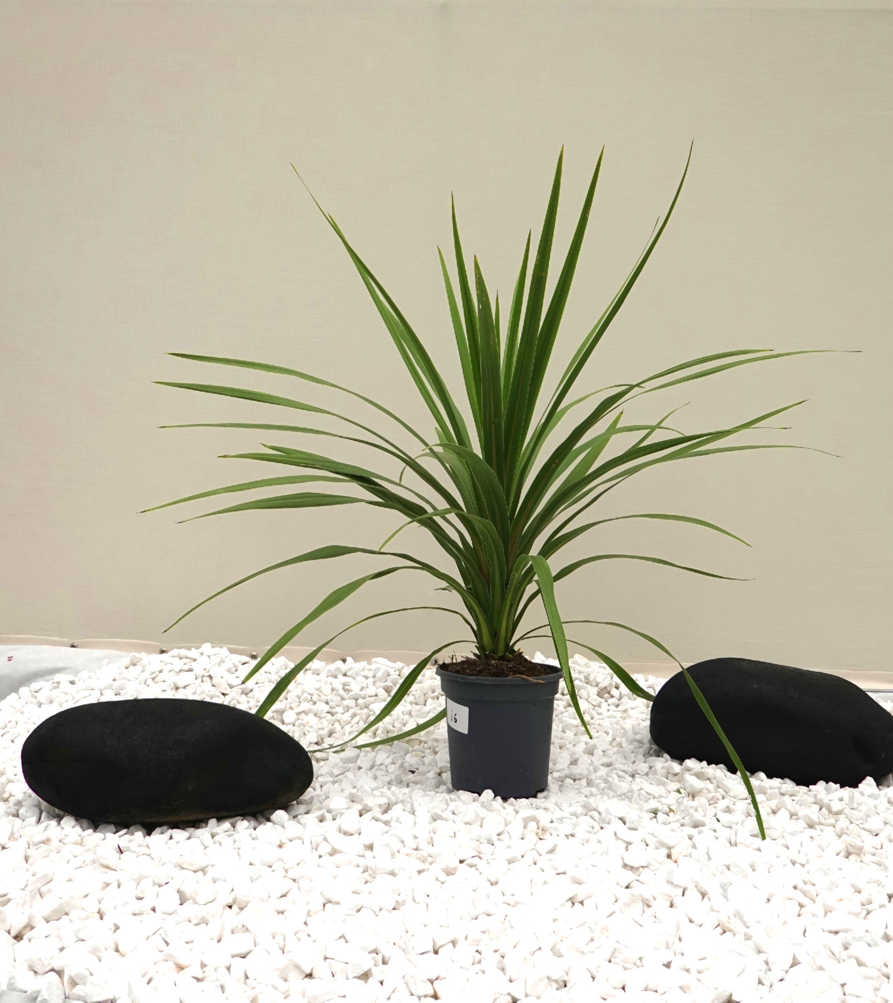Экзотическое растение Cordyline вариагатное Ø20 см 90-100 см