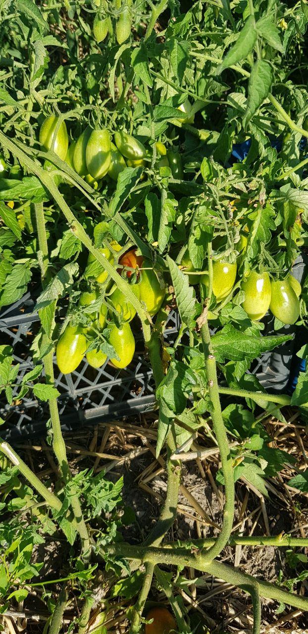 Семена помидоров Королевский пингвин без ГМО фермерских 30 шт. (2976434473)