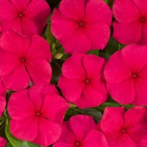 Семена цветов Катарантус Heatwave Red Hem Genetics 1000 шт. (BN10411)