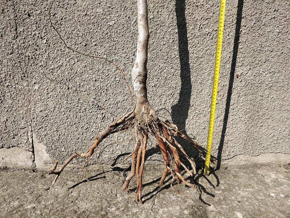 Миндаль сорт Виктория 2-летний (14896122) - фото 5 Миндаль сорт Виктория 2-летний (14896122) - фото 5