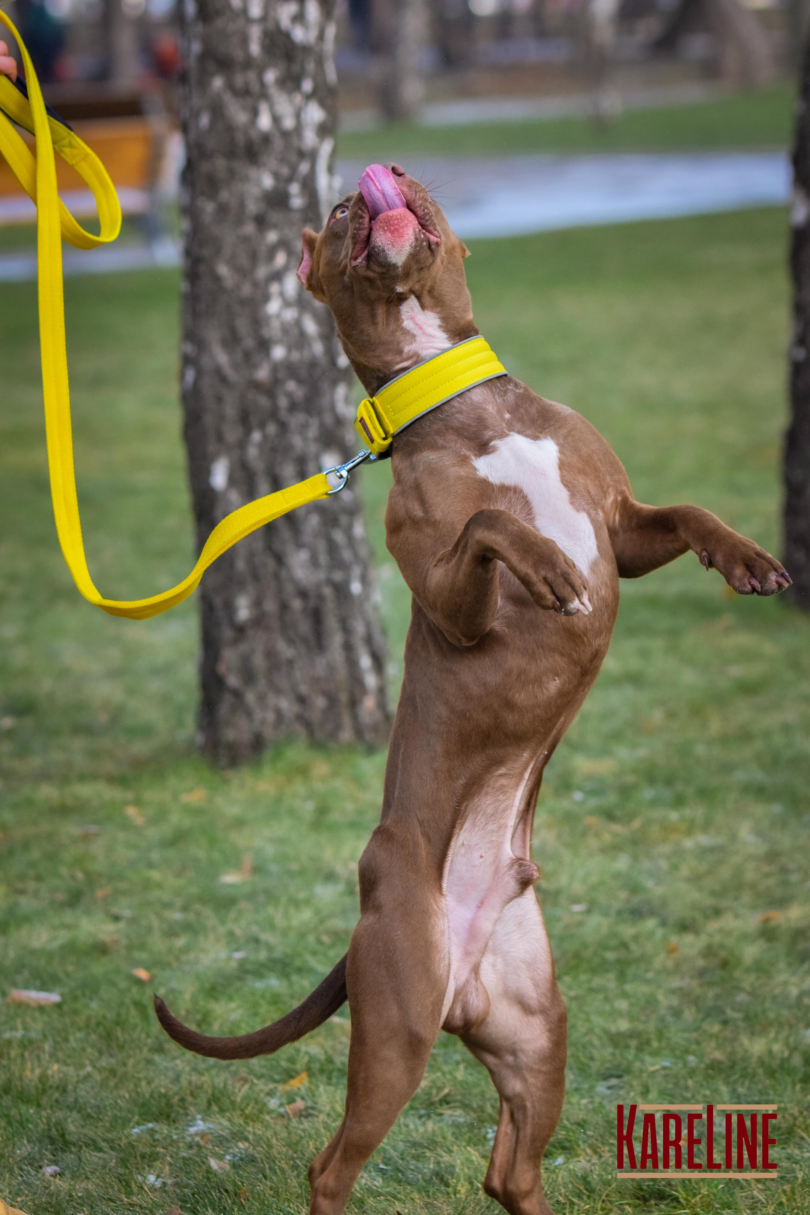 Ошейник KareLine усиленный нейлоновый со светоотражающим кантом 40 мм 300-380 мм Желтый (0952/8) - фото 5 Ошейник KareLine усиленный нейлоновый со светоотражающим кантом 40 мм 300-380 мм Желтый (0952/8) - фото 5