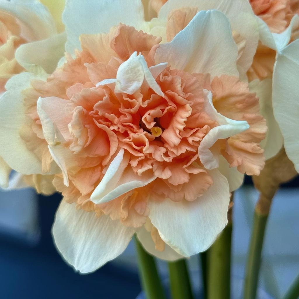 Лук декоративный Нарцисс махровый Flower Surprise 3 шт.