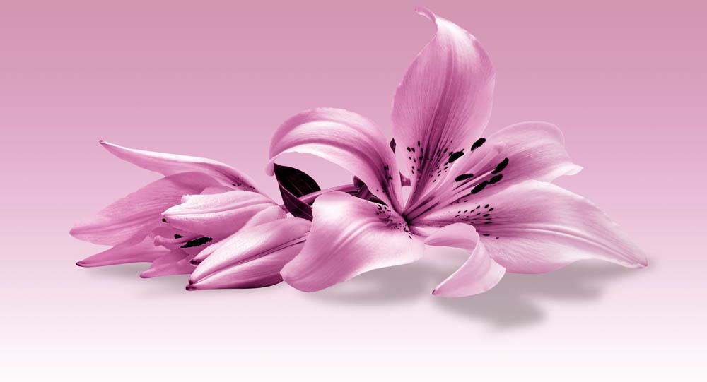 Фотообои Artside Фиолетовые лилии 60319906d