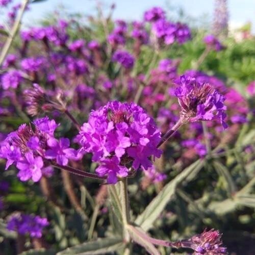 Семена цветов Вербена жесткая Dazzling Nights Hem Genetics 1000 шт. (BN10447)