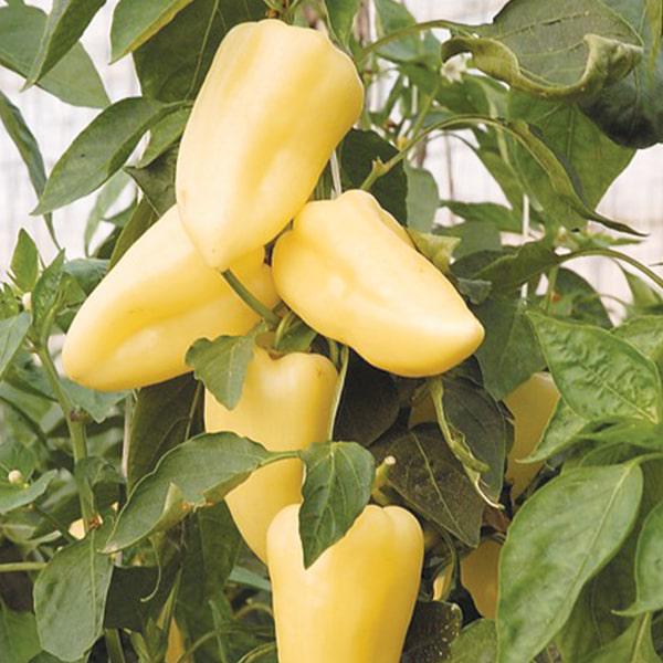 Семена Перець солодкий Немеза ТД Гекса-Україна 01-20-086 500 шт. (IR01372)