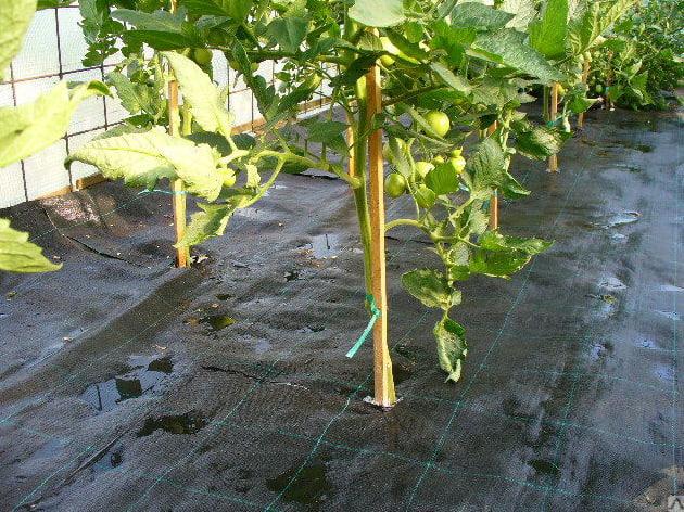 Агроткань для клубники Shadow в рулоне 100 г/м² 3,4х25 м Черный (iz16445) - фото 3 Агроткань для клубники Shadow в рулоне 100 г/м² 3,4х25 м Черный (iz16445) - фото 3