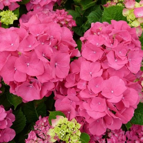 Саджанець гортензії крупнолистної Сибілла горщик р9 (2830945837)