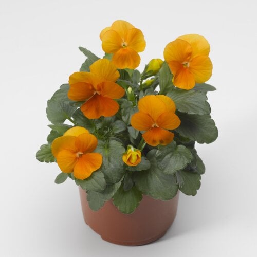 Семена цветов Виола рогатая Syngenta Penny Tangerine 500 шт. (BN03727-2)