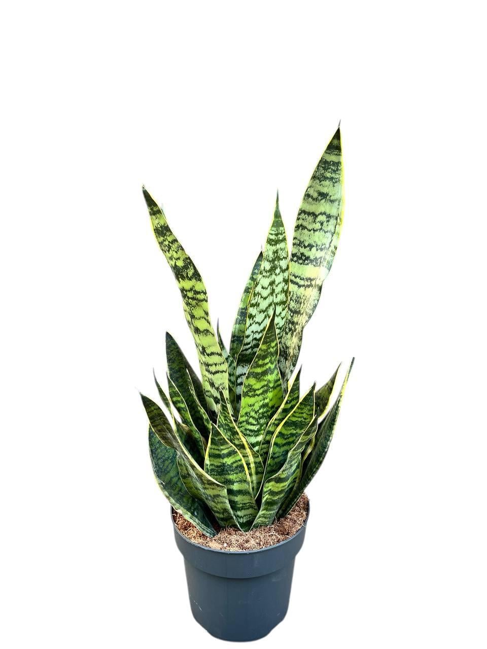 Сансевьерия Голден Эдж 21/70 см (2683804245)