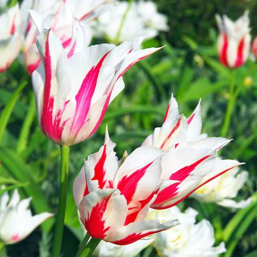 Тюльпан Florium Marilyn (11130) - фото 2