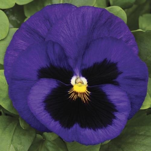 Семена цветов Виола Mammoth Blue-Ti-Ful Syngenta 500 шт. (BN03246-2)
