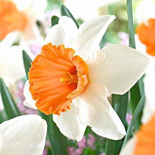Нарцисс Florium Chromacolor (17869)