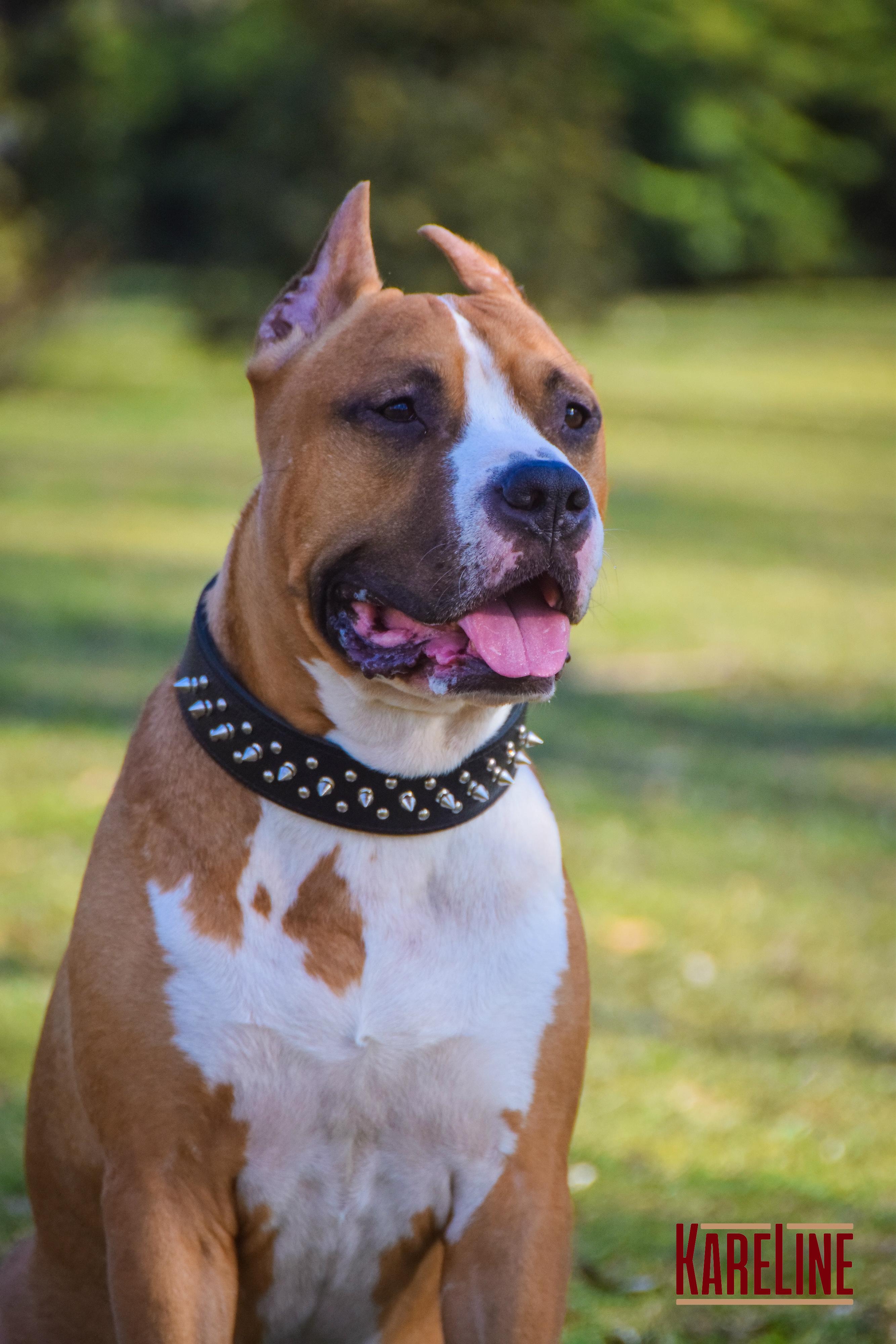 Ошейник KareLine из натуральной кожи с заклепками и шипами 40 мм 500-650 мм (1766/1) - фото 4 Ошейник KareLine из натуральной кожи с заклепками и шипами 40 мм 500-650 мм (1766/1) - фото 4