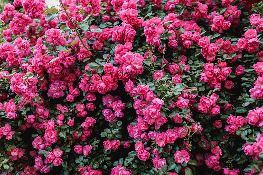 Фотосетка Розовые розы 800762 3х1,5 м