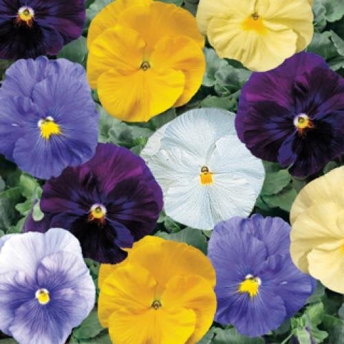 Семена цветов Виола Delta F1 Pure Colors Mix Syngenta 25 шт. (BN03186-4)