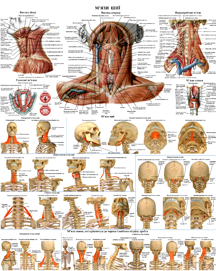 Анатомічний плакат М'язи шиї 50х64,5 см (0088)