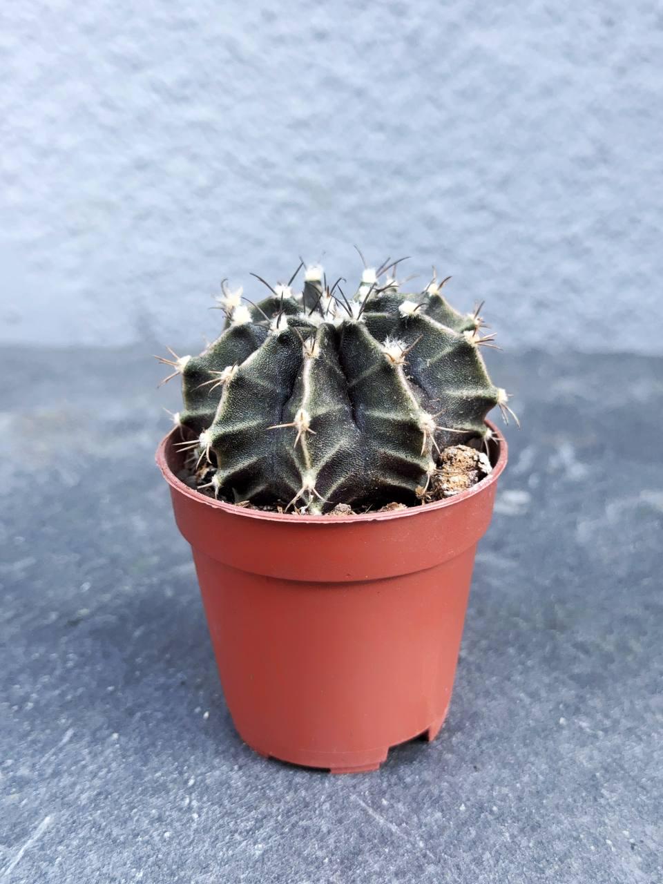 Сукулент Гимнокалициум Михановича Gymnocalycium mihanovichii 5 см