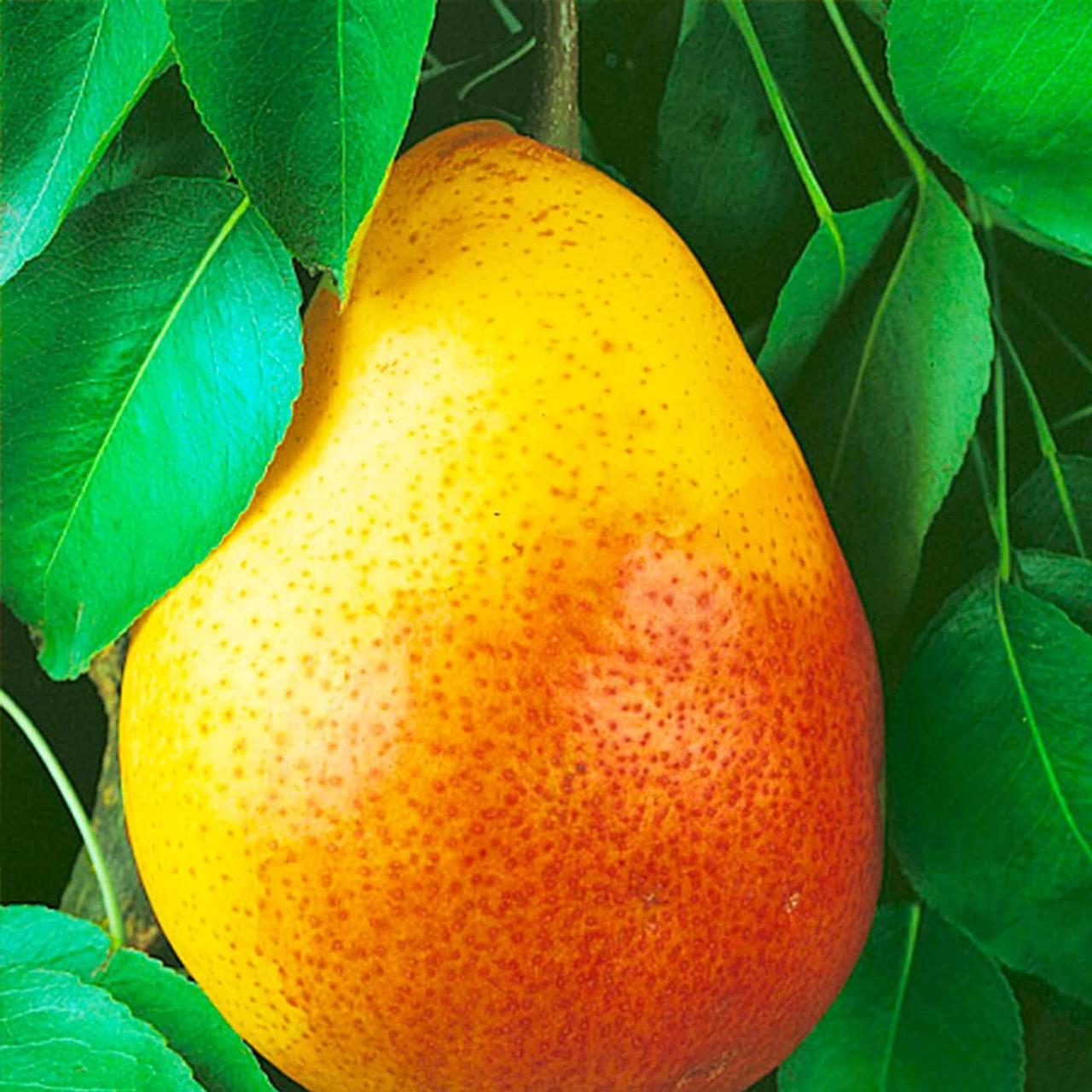 Саджанець груши Улюблениця Клапа Літній сорт (2074415803)