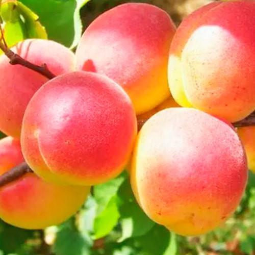 Сажанец Абрикос Никитский летний сорт средний срок созревания (178186)