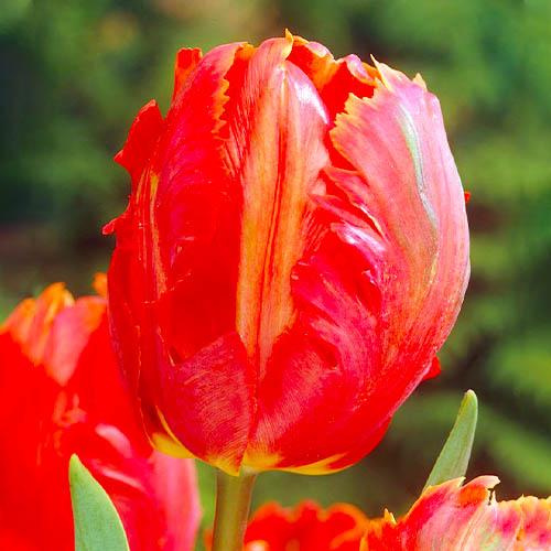 Тюльпан Florium Orange Favourite (5733)