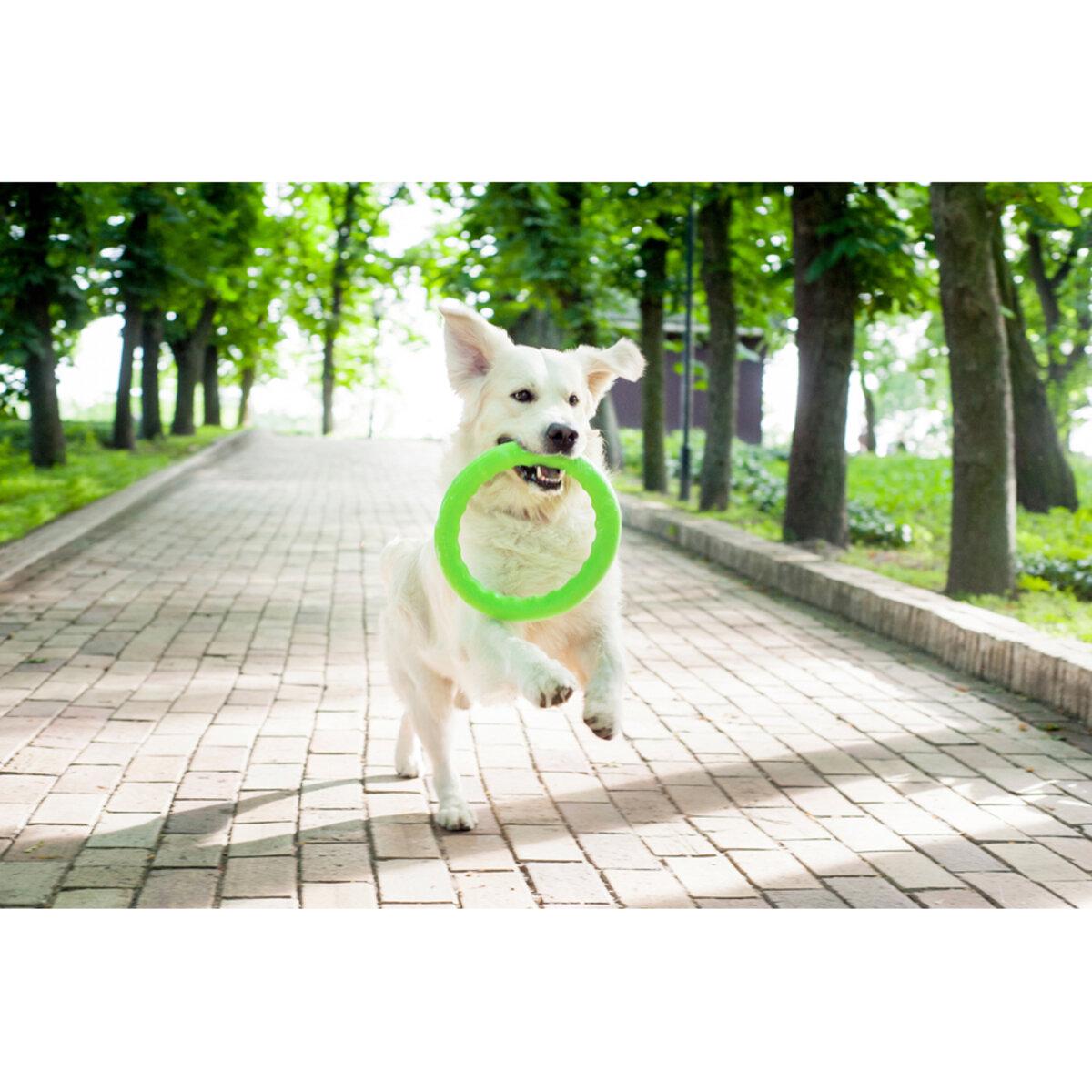 Кільце для апортировки PitchDog20 D 20 см Салатовий (25881167) - фото 3 Кільце для апортировки PitchDog20 D 20 см Салатовий (25881167) - фото 3