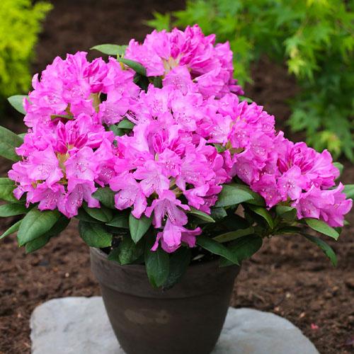 Рододендрон Florium Roseum Elegans (7617)