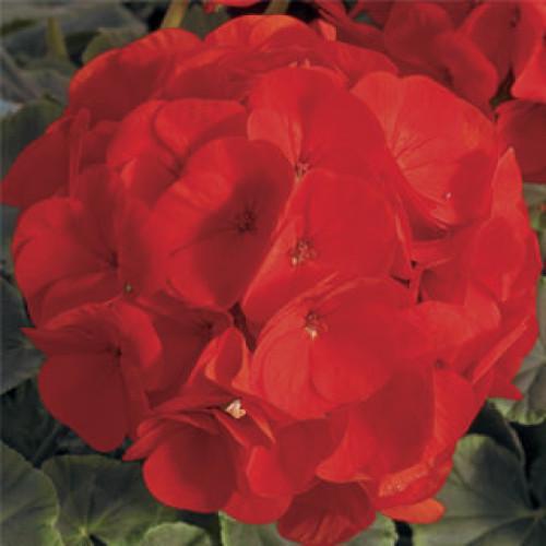 Семена цветов Syngenta Пеларгония садовая BullsEye Scarlet 5 шт. (BN01631-4)