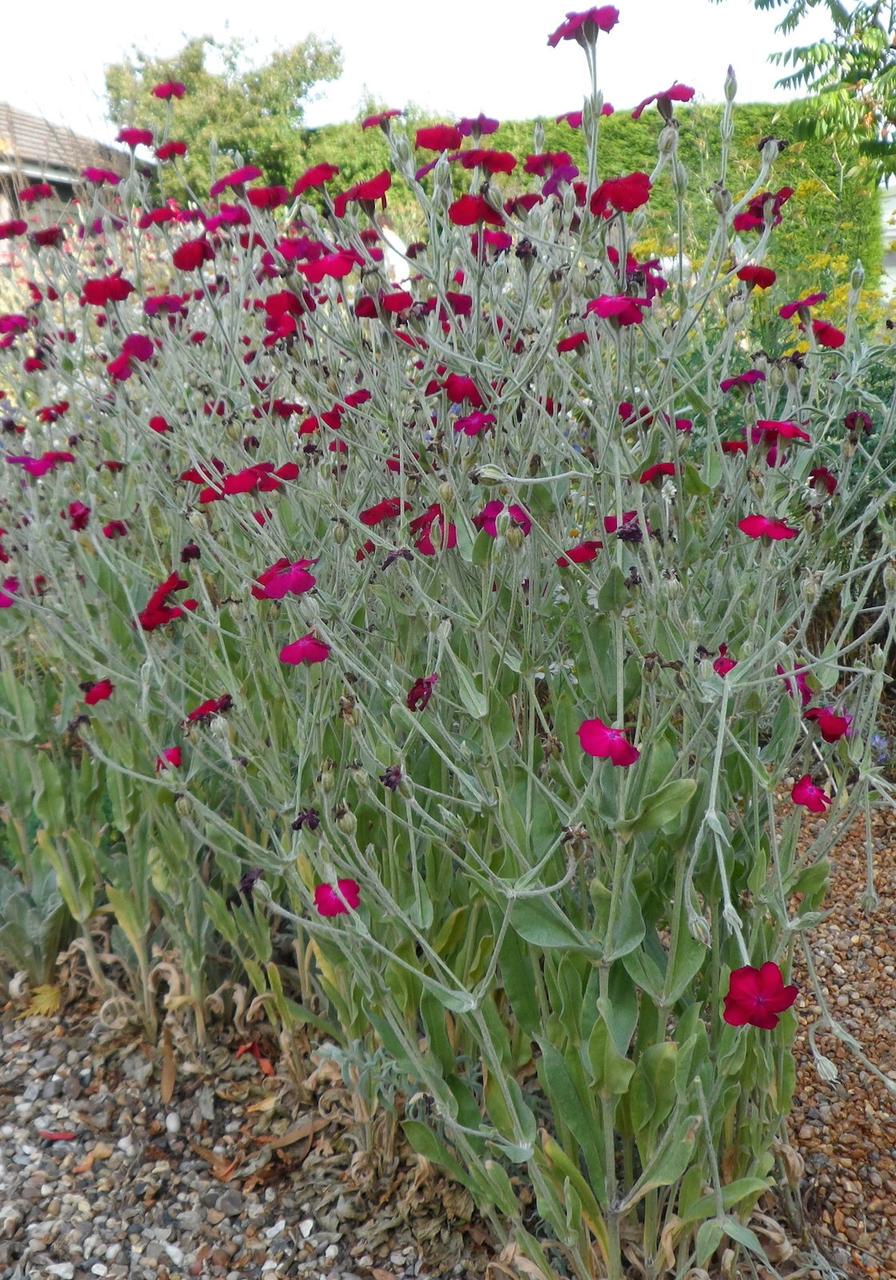 Семена Лихнис корончатый Silene coronaria 0,1 г/уп. - фото 2