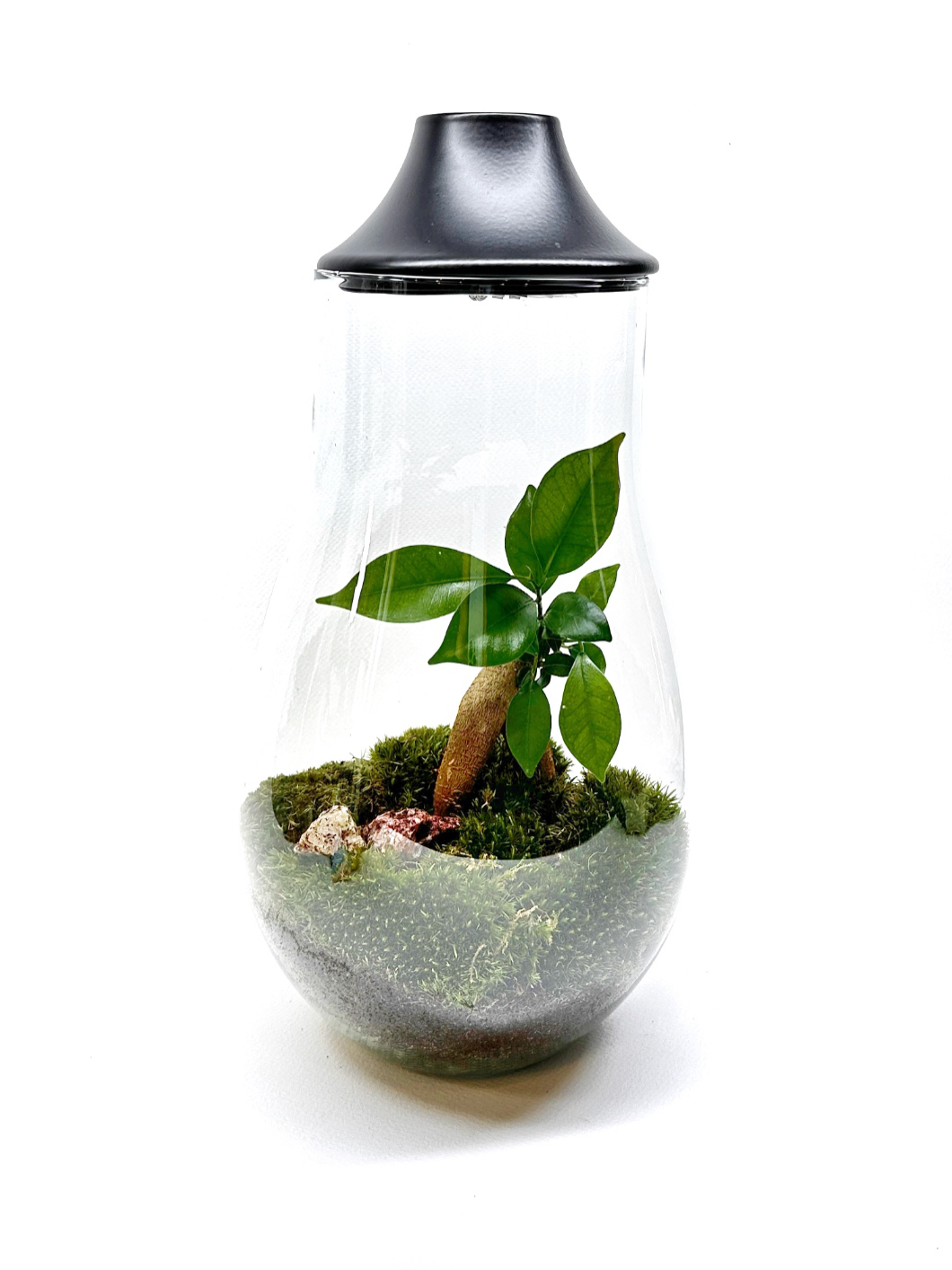 ᐉ Бонсай в Киеве купить в Эпицентр К • Цена в Украине