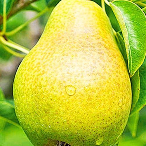 Сажанець Груша Християнка зимовий сорт/пізній термін дозрівання (178399)