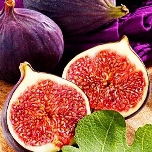 Саджанець Інжир Темрі (53331)