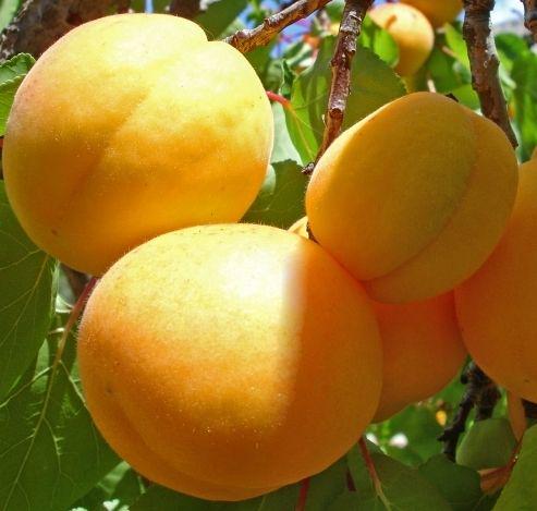 Саженец Млиевский ранний