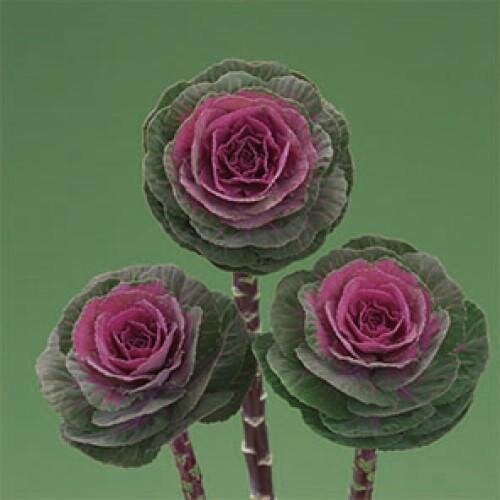 Семена цветов Капуста декоративная Crane F1 Carmine Takii seed 10 шт. (BN11657-4)