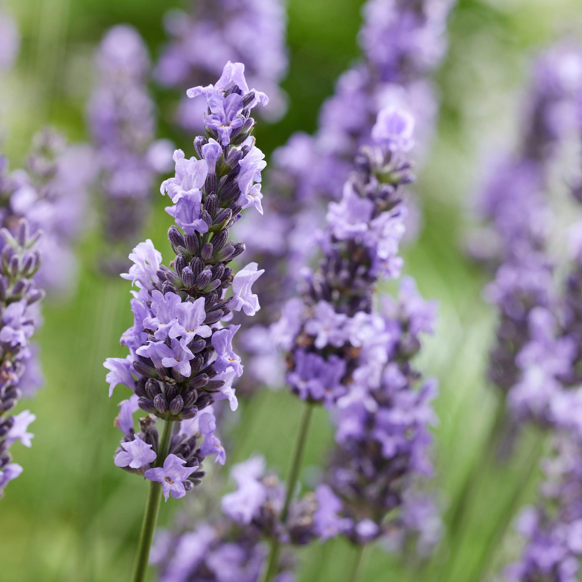 Саджанці Лаванда Sensational Сенсейшн (23470385) - фото 4 Саджанці Лаванда Sensational Сенсейшн (23470385) - фото 4