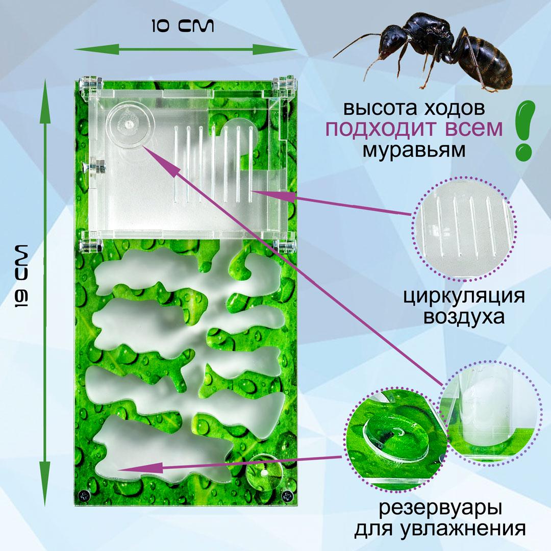 Комплект ANT-LIVE Smart "лист" с муравьиной фермой и муравьями - фото 2