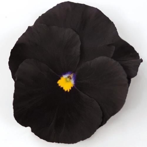 Семена цветов Виола Atlas Black Benary 100 шт. (BN03563-3)