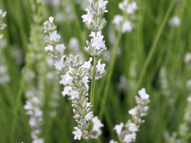 Лаванда узколистная Єдельвейс Edelweiss 3 шт. (38283124)