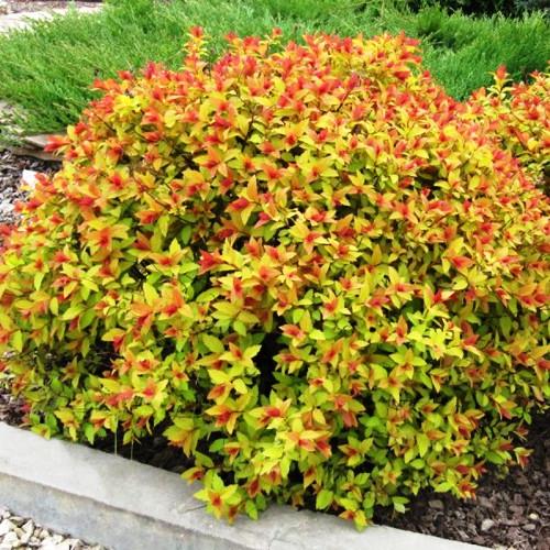 Саджанець спіреї японської Spiraea japonica Magic Carpet Р9 (1041588665) Саджанець спіреї японської Spiraea japonica Magic Carpet Р9 (1041588665)