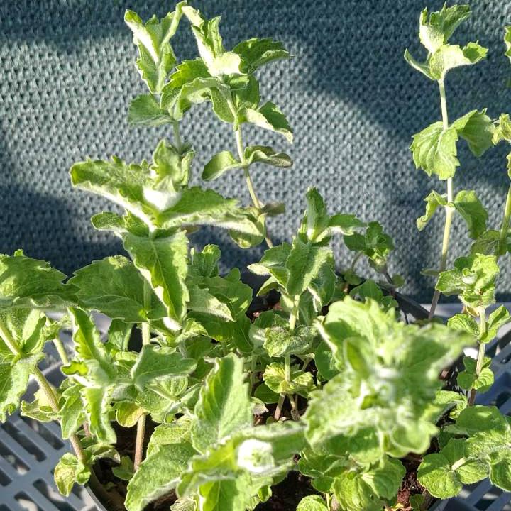 Саженец Мята Люси Mentha Lucy 1 шт.